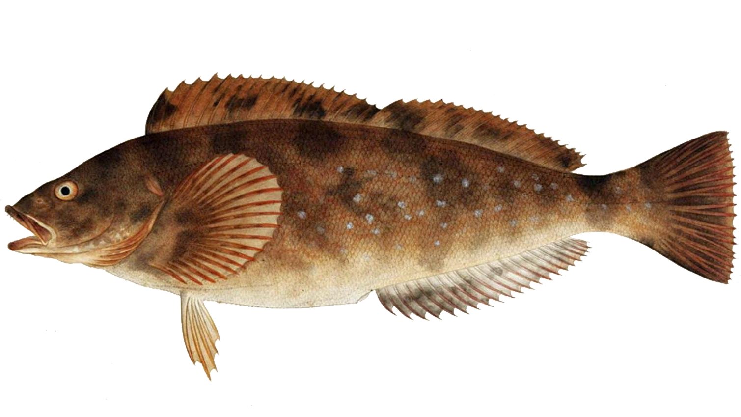 Le poisson — Greenling japonais