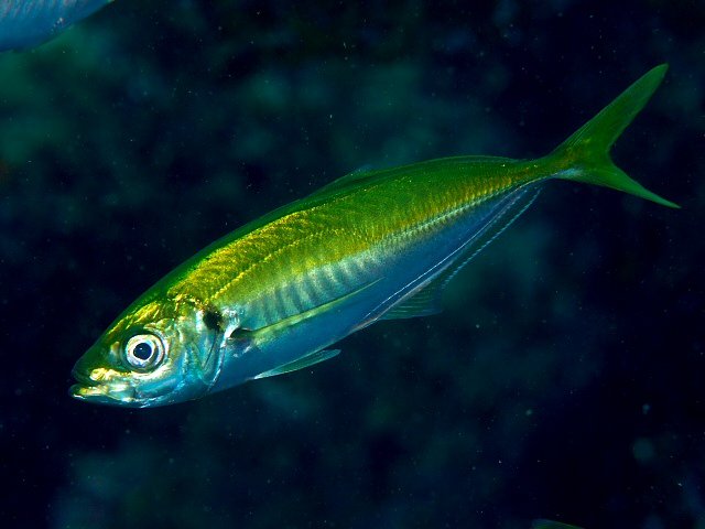 Le poisson — Chinchard