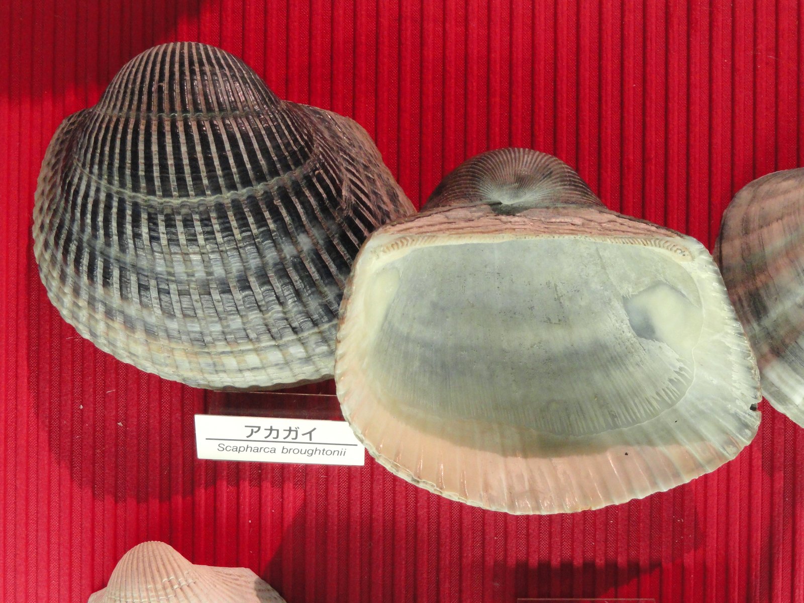 Le poisson — Manteau d'arche (himo)