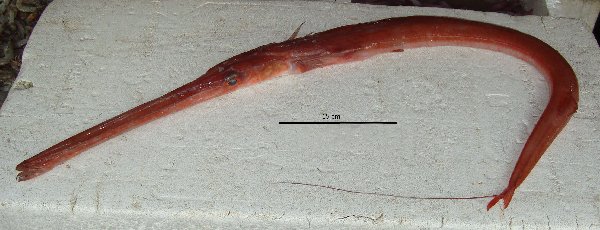 Le poisson — Cornette rouge