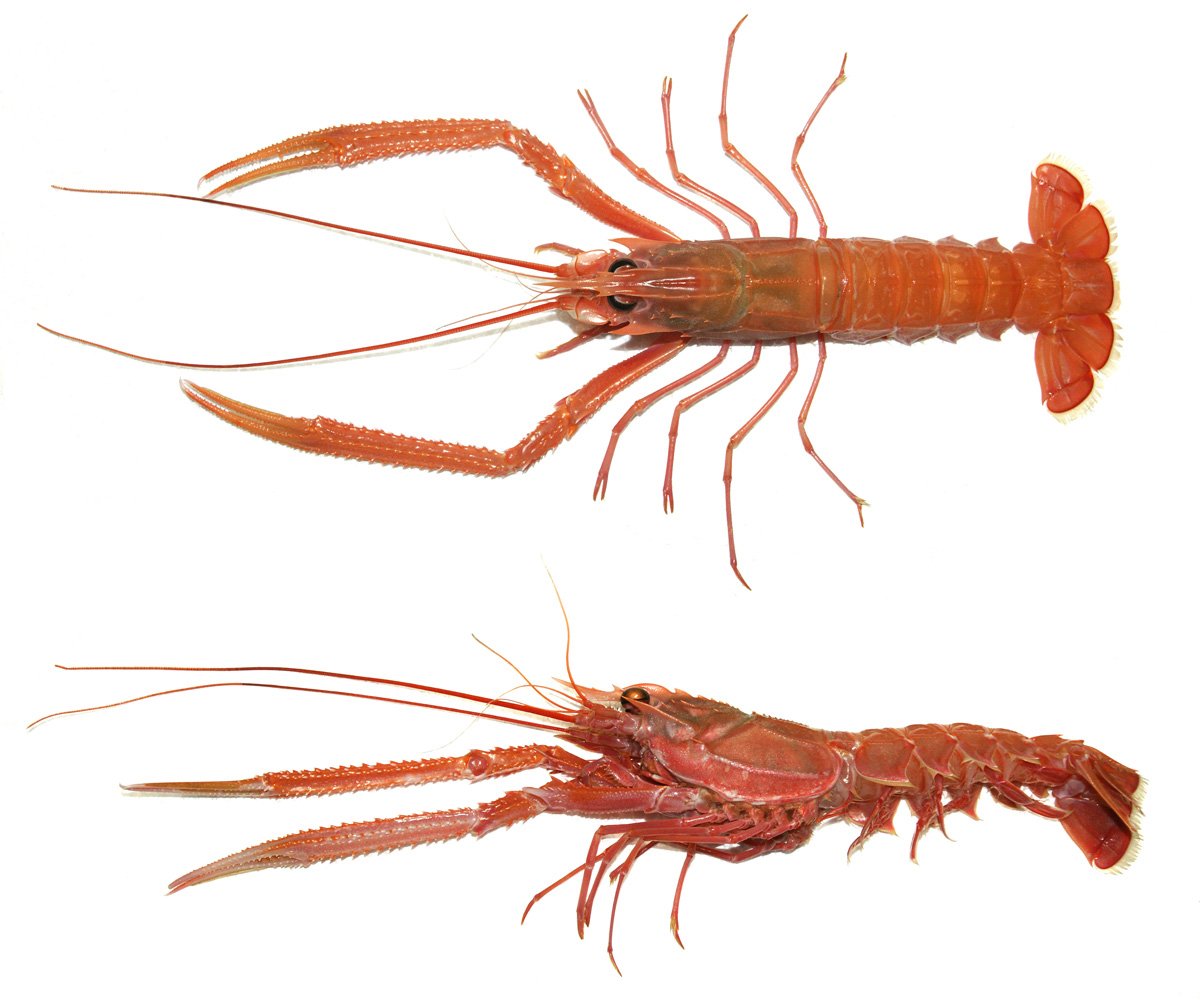 Le poisson — Langoustine japonaise (akaza)