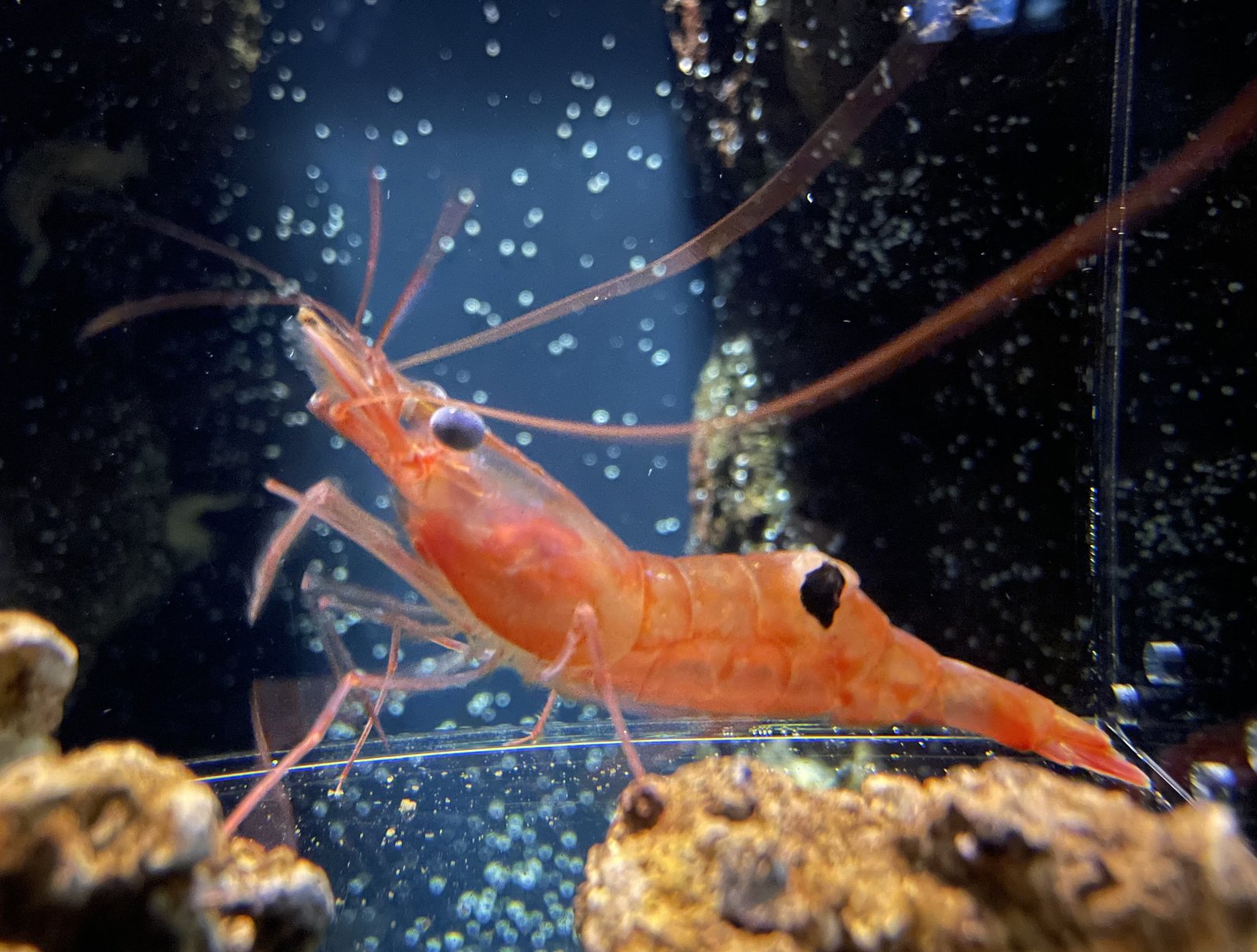 Le poisson — Crevette nordique (crue)