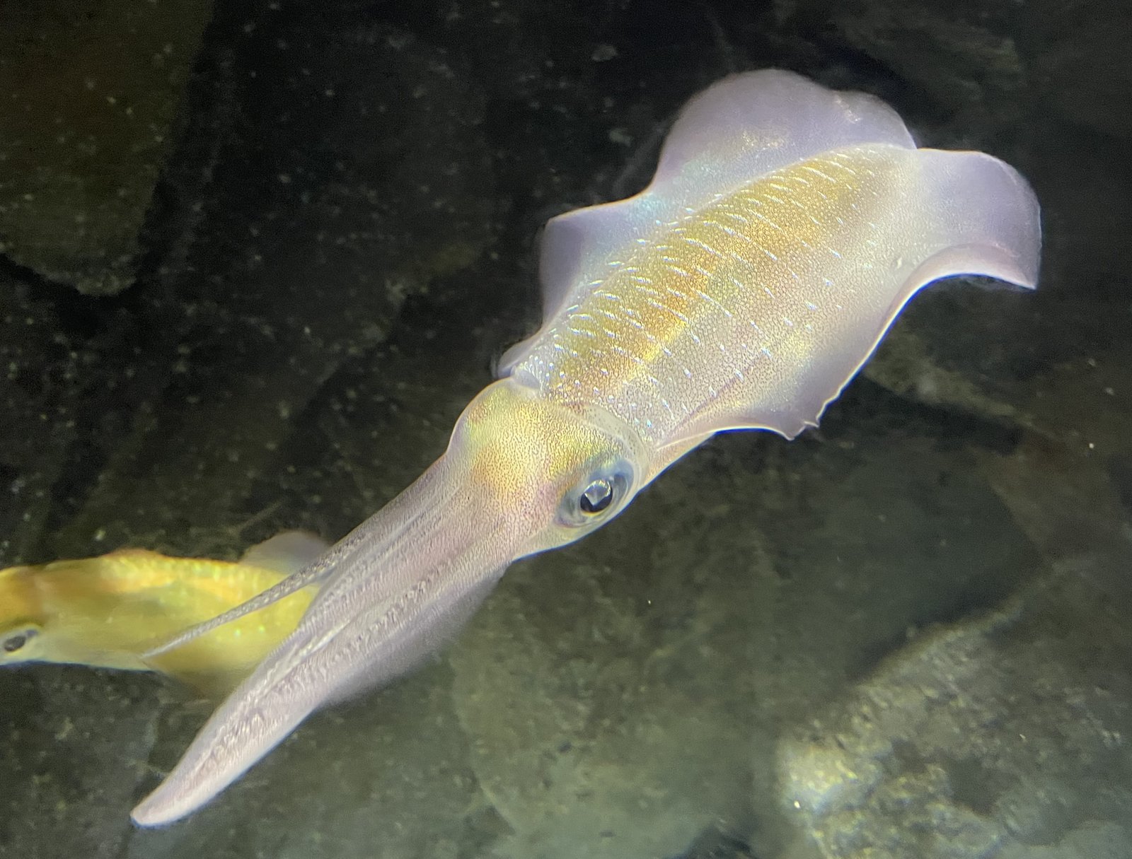 Le poisson — Calmar récifal (aori-ika)