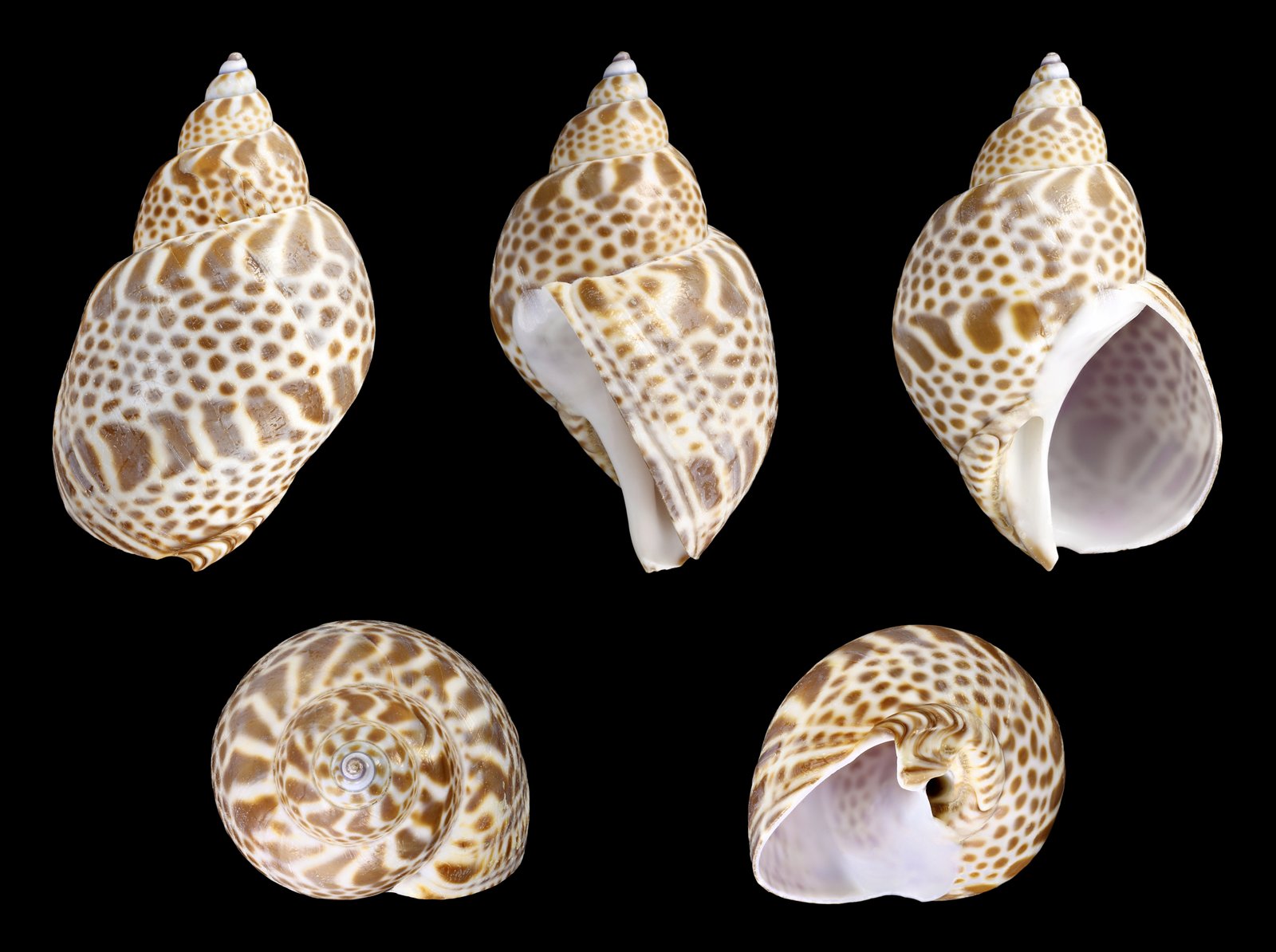 Le poisson — Bulot bai