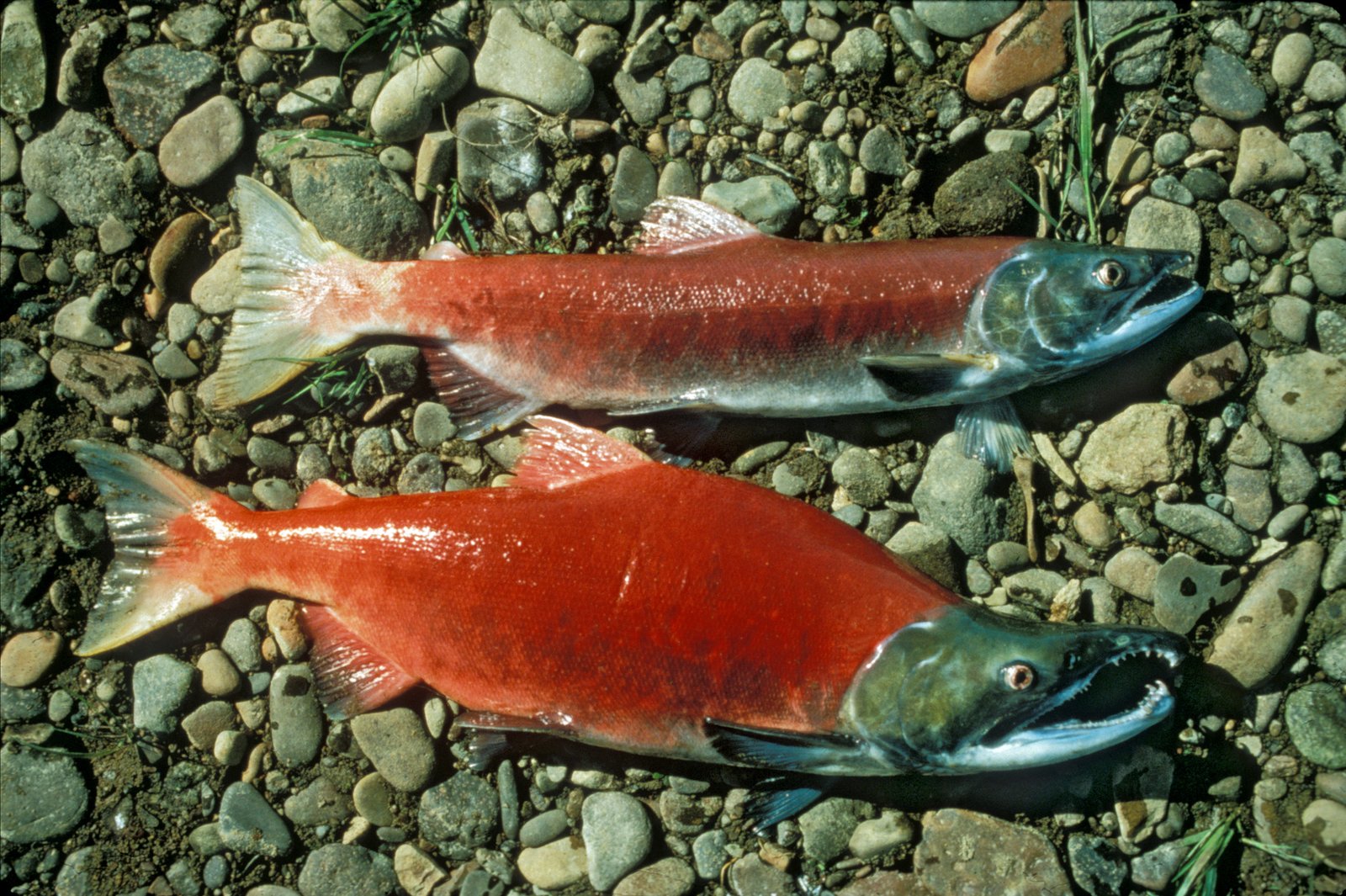 Le poisson — Saumon rouge (sockeye)