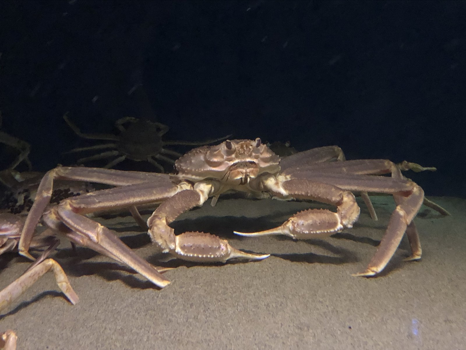 Le poisson — Crabe des neiges rouge