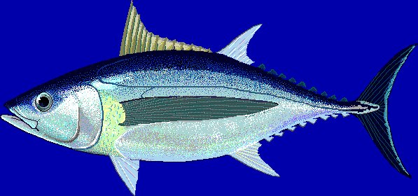 Le poisson — Thon blanc (germon)