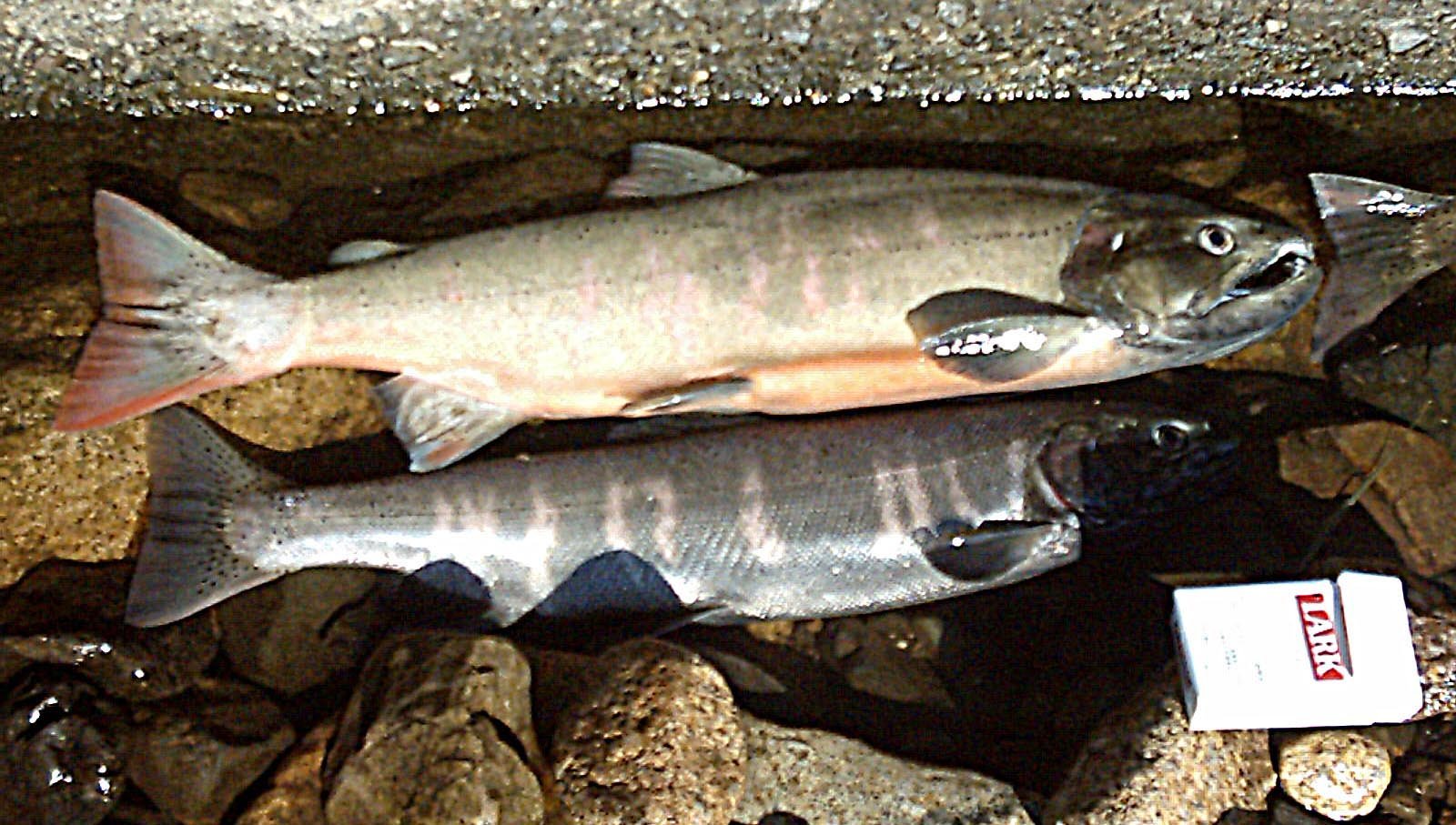 Le poisson — Truite du lac Biwa