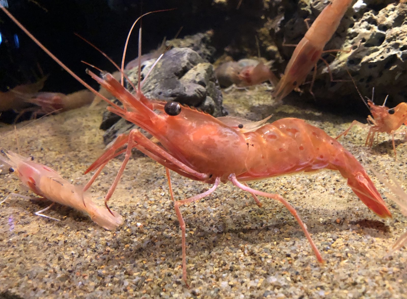 Le poisson — Crevette botan