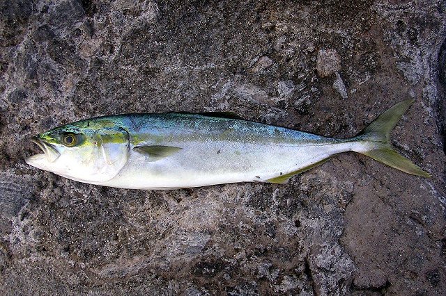 Le poisson — Sériole du Japon (adulte)