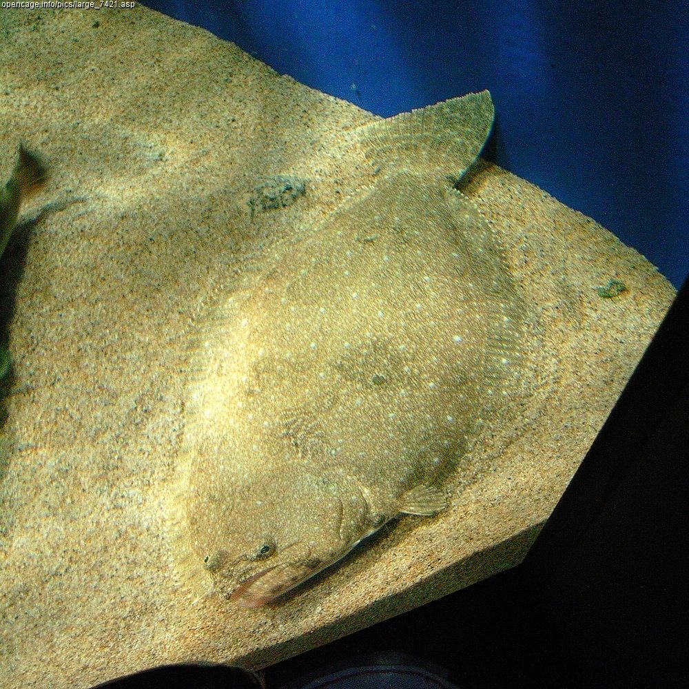 Le poisson — Muscle de nageoire de flet