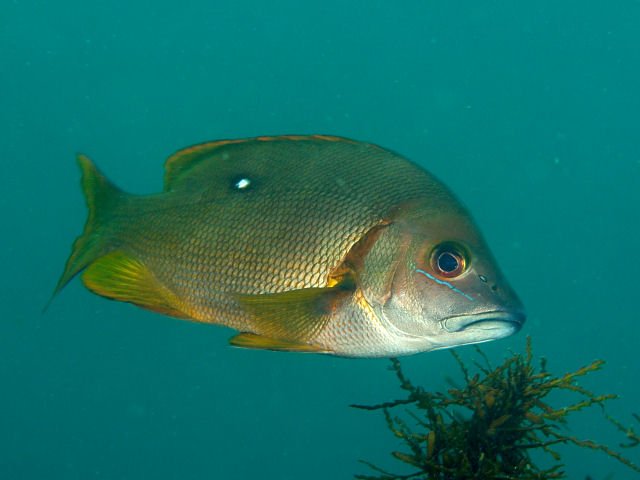 Le poisson — Vivaneau étoilé