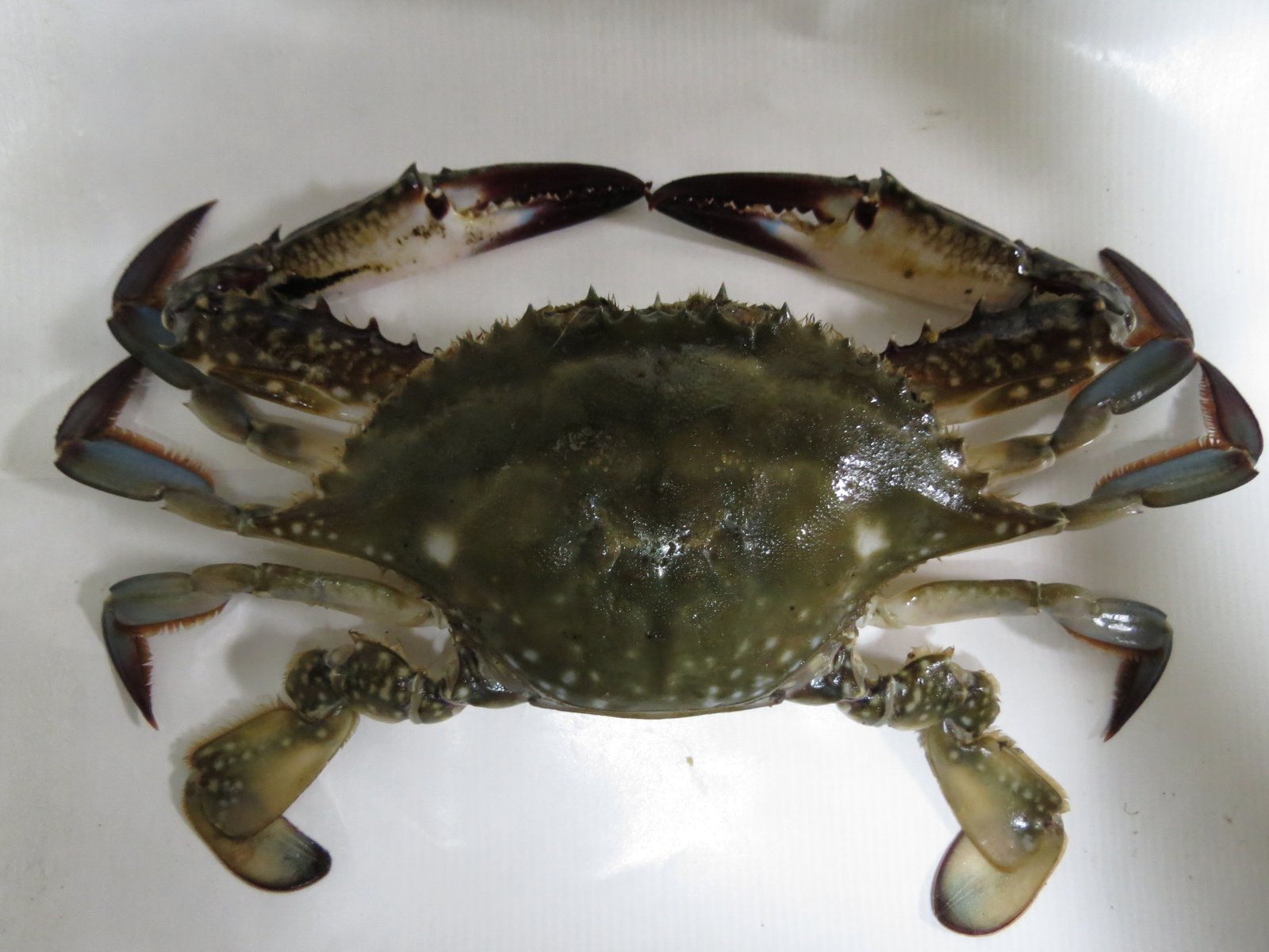 Le poisson — Crabe bleu japonais (watari-gani)