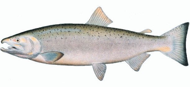 Le poisson — Saumon argenté (coho)