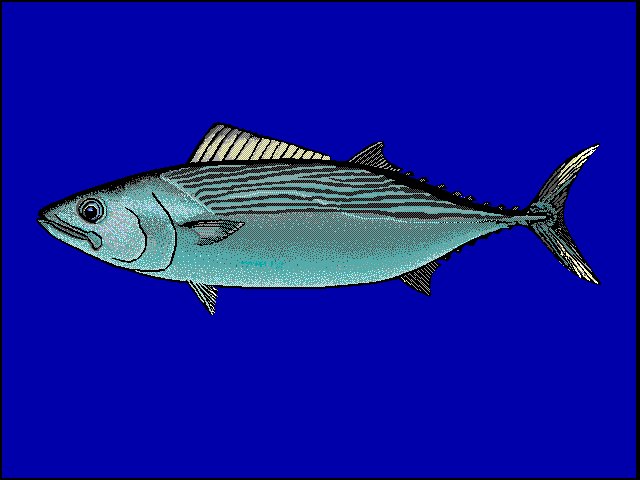 Le poisson — Bonite à dos rayé