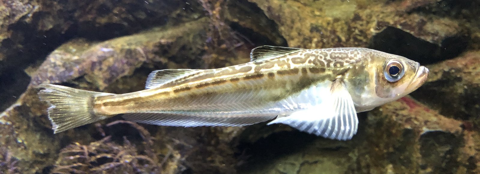 Le poisson — Poisson-sable du Japon