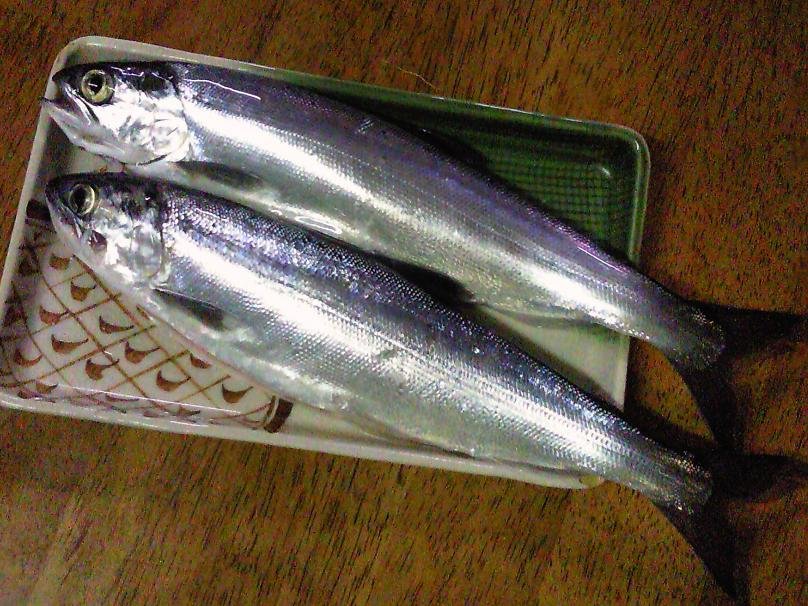 Le poisson — Kokani (sockeye lacustre)