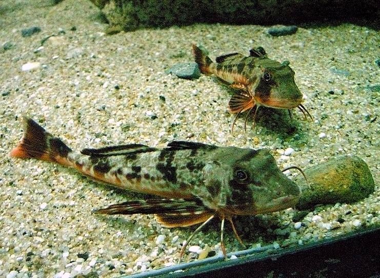 Le poisson — Grondin japonais