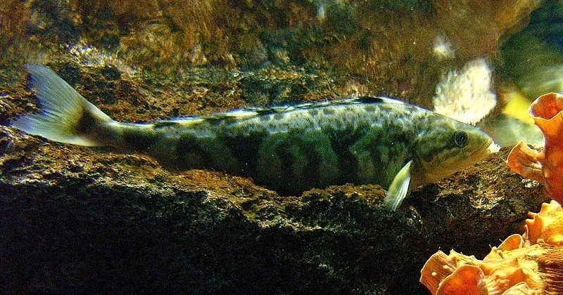 Le poisson — Terpuga (hokke)