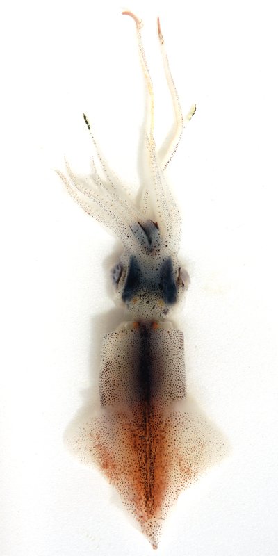 Le poisson — Calmar luciole