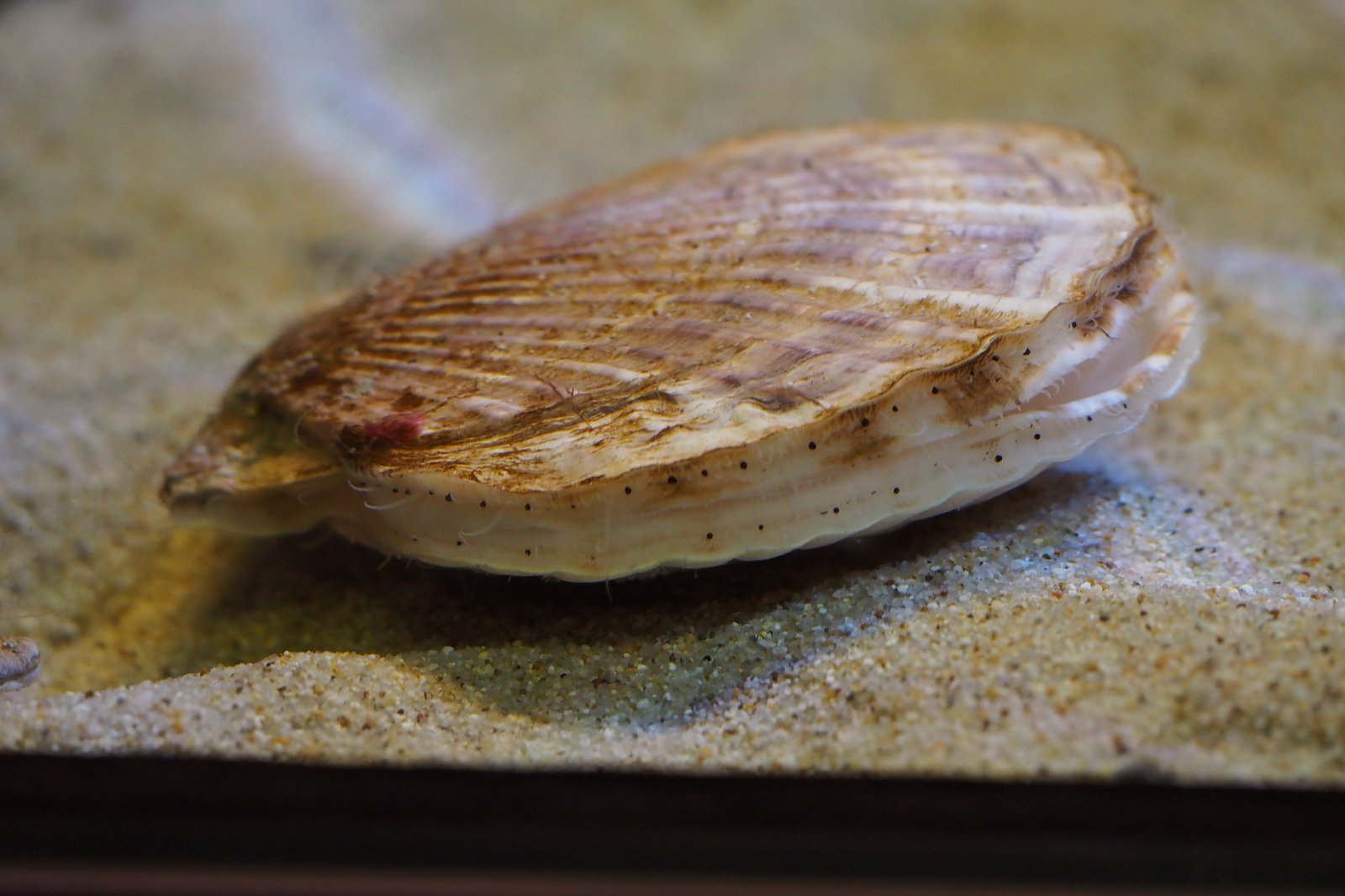 Le poisson — Coquille Saint-Jacques