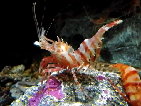 Le poisson — Crevette épineuse (ibaramo)