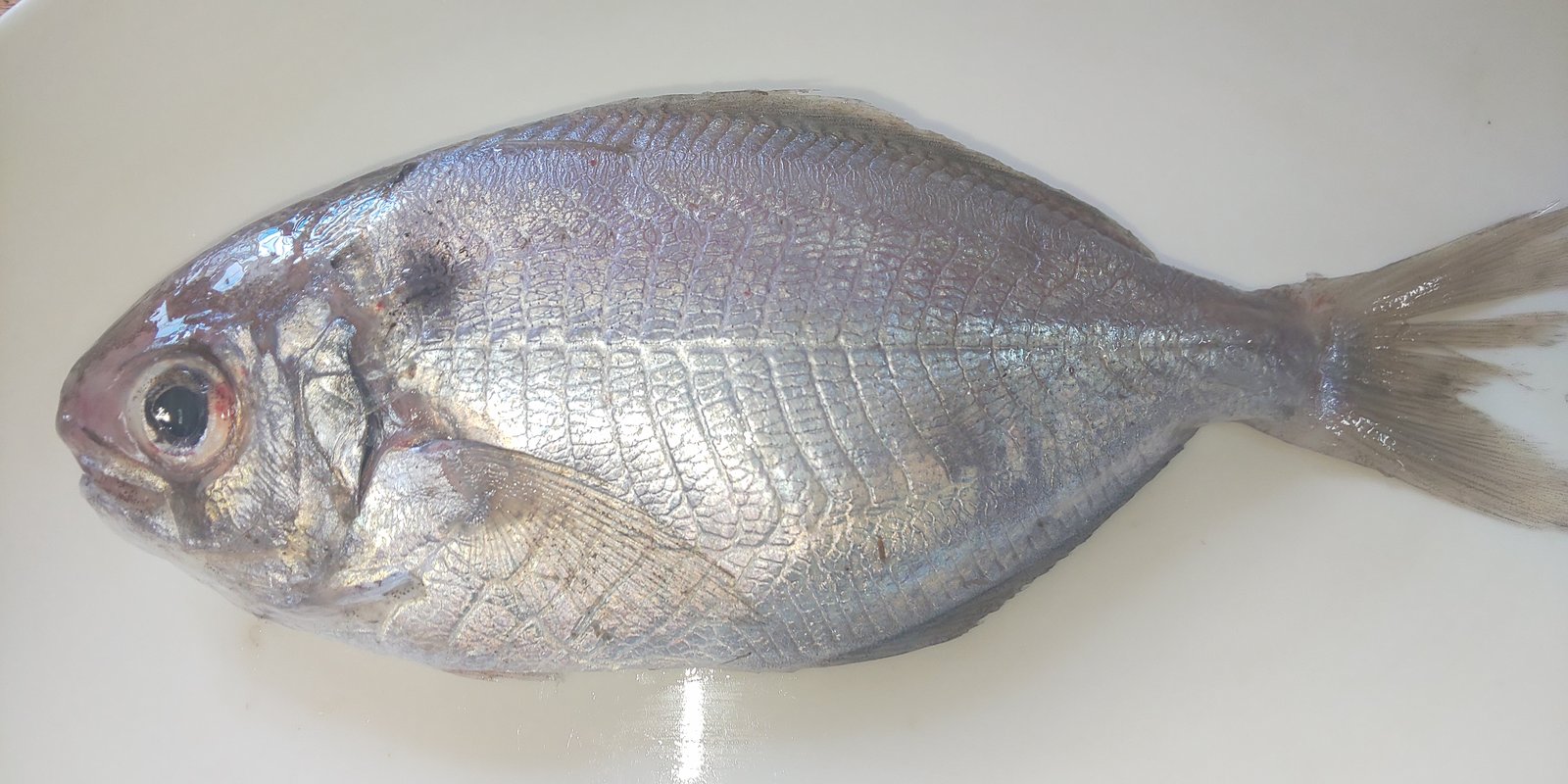 Le poisson — Poisson-beurre japonais (ibodai)