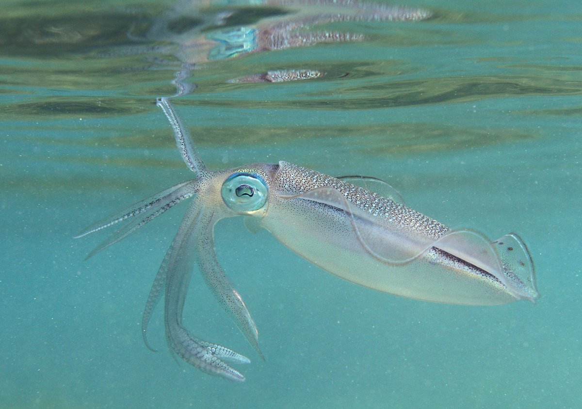 Le poisson — Calmar / seiche