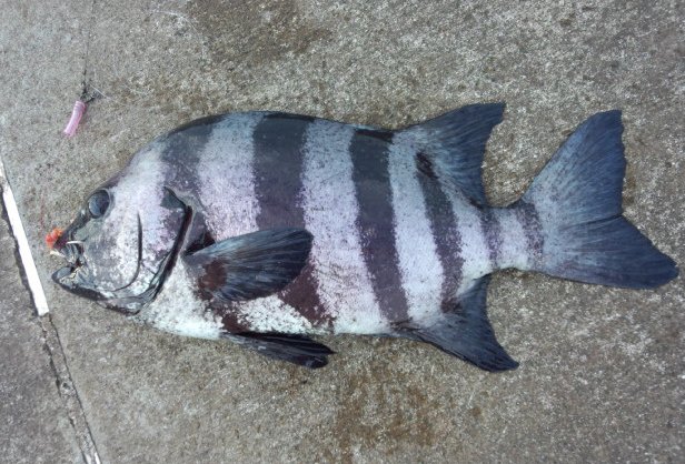 Le poisson — Daurade rayée (ishidai)
