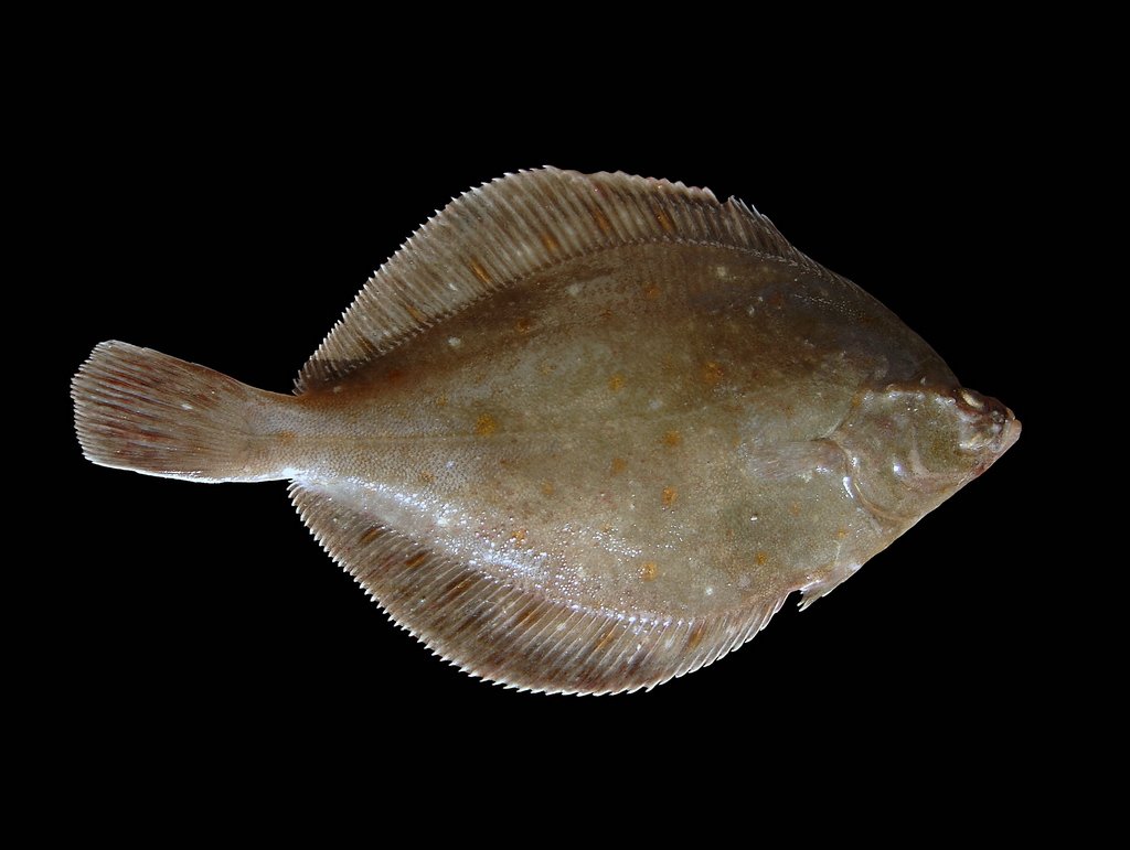 Le poisson — Plie pierre