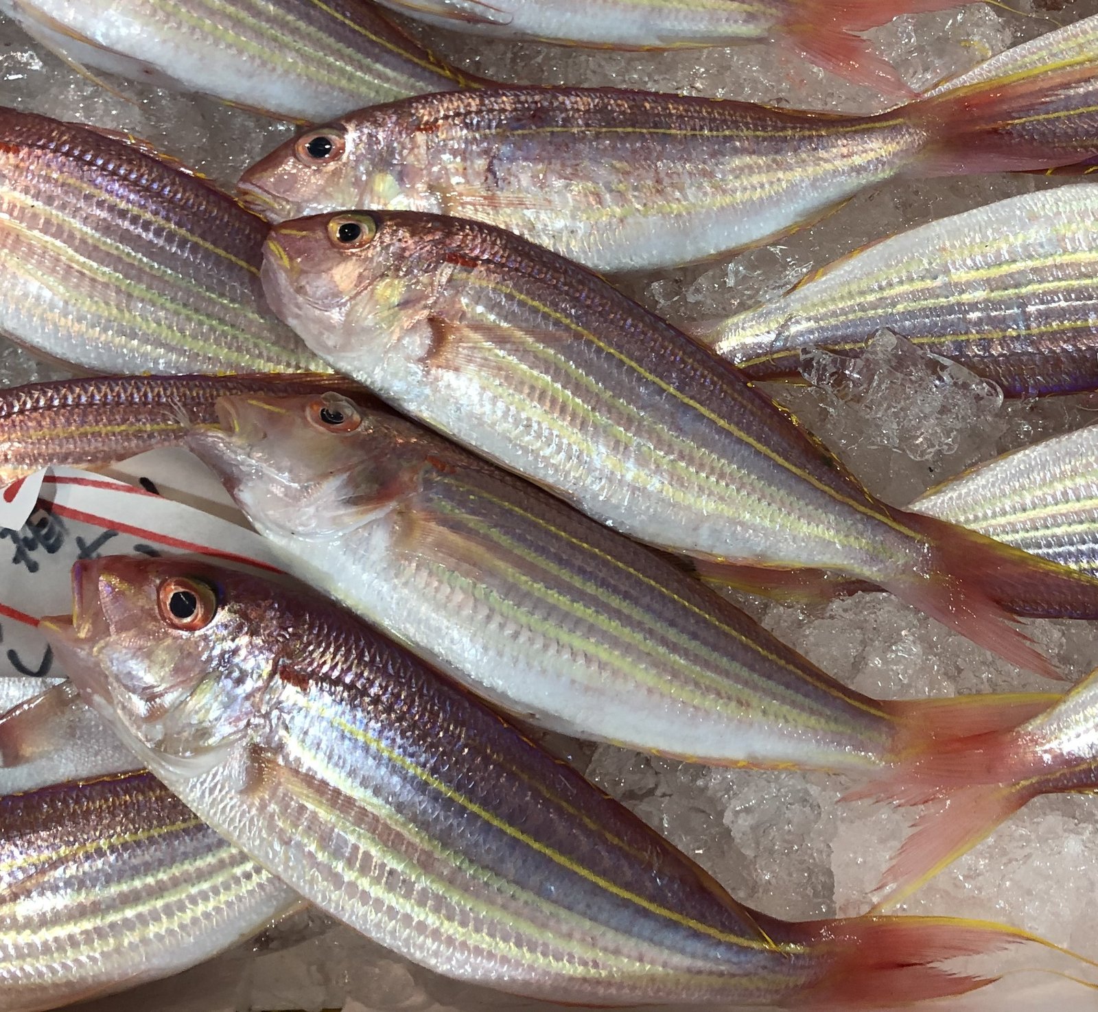 Le poisson — Cohana dorée (itoyori)
