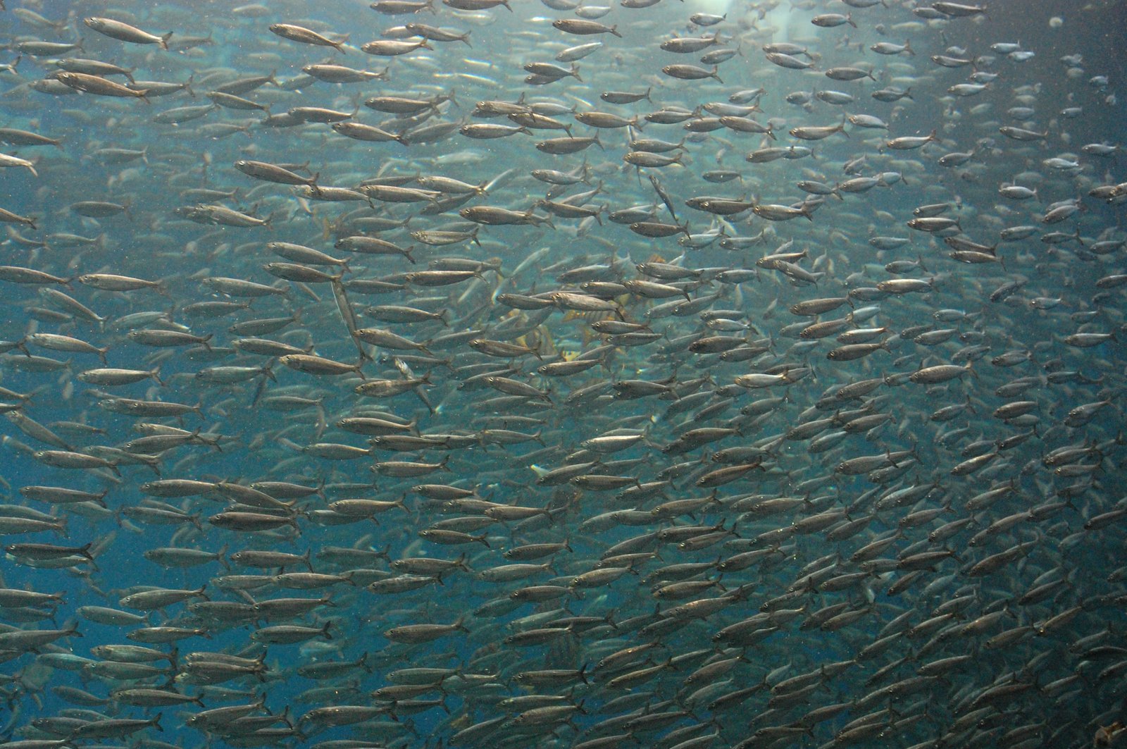 Le poisson — Sardine
