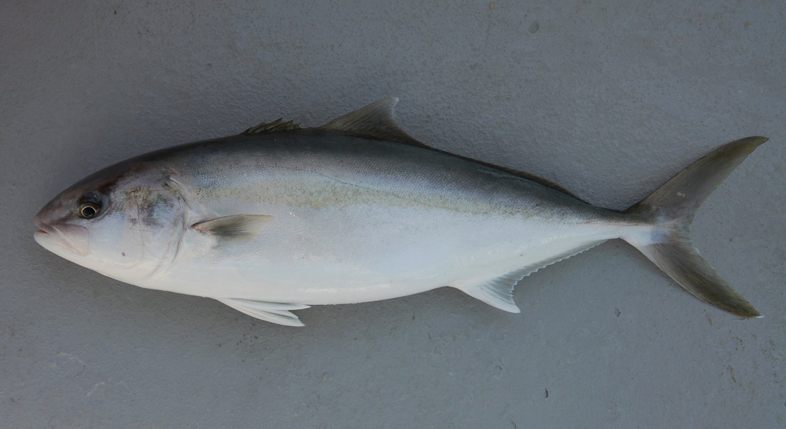 Le poisson — Sériole couronnée