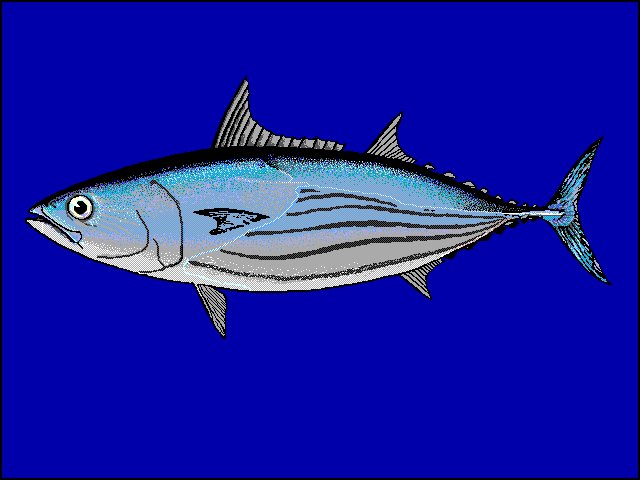 Le poisson — Bonite à ventre rayé