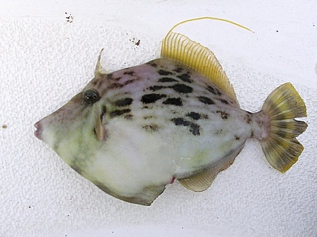 Le poisson — Poisson-lime (kawahagi)