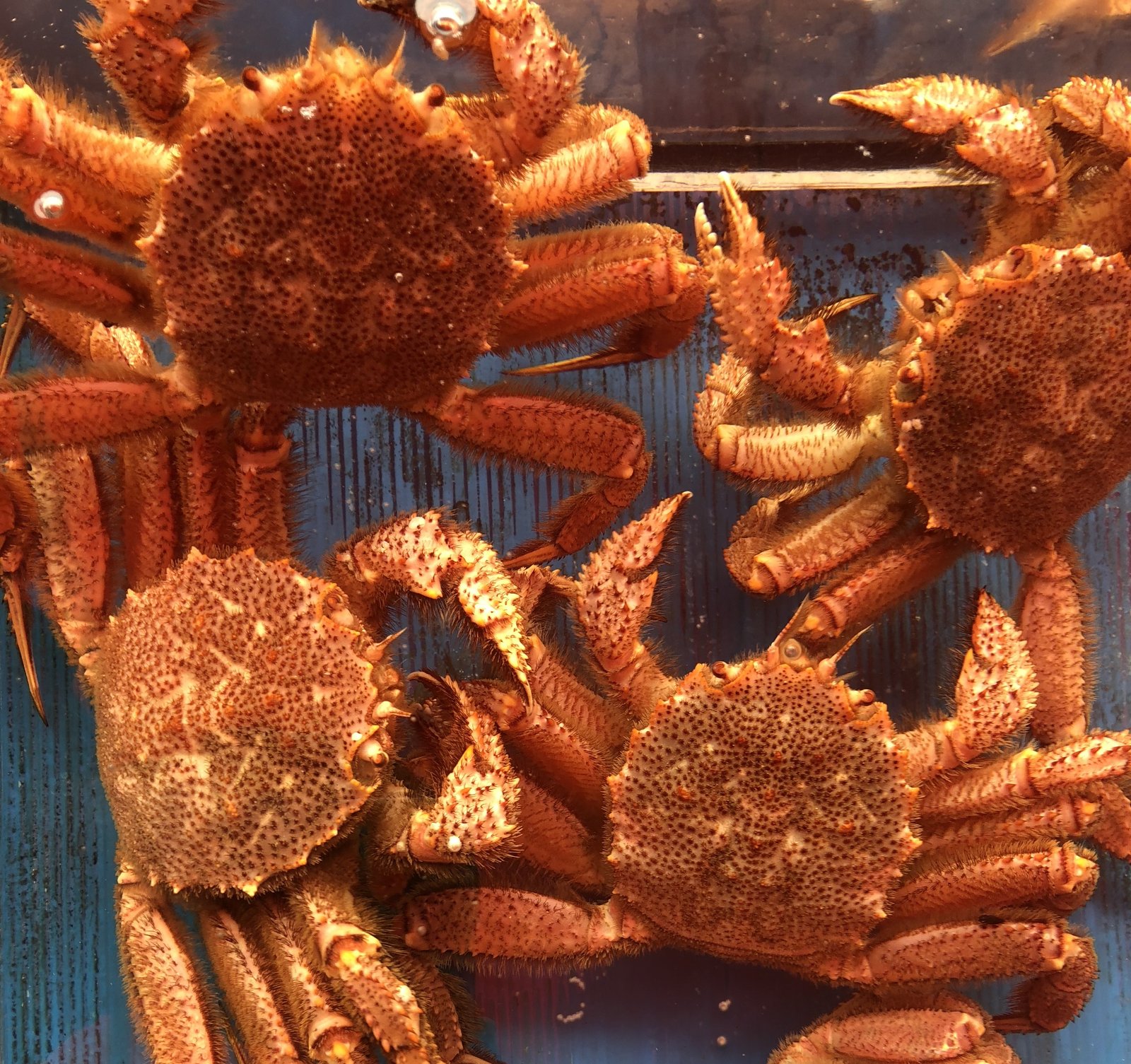 Le poisson — Crabe poilu d'Hokkaidō