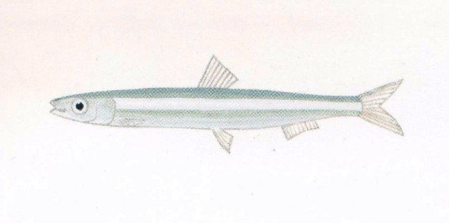 Le poisson — Hareng gracile