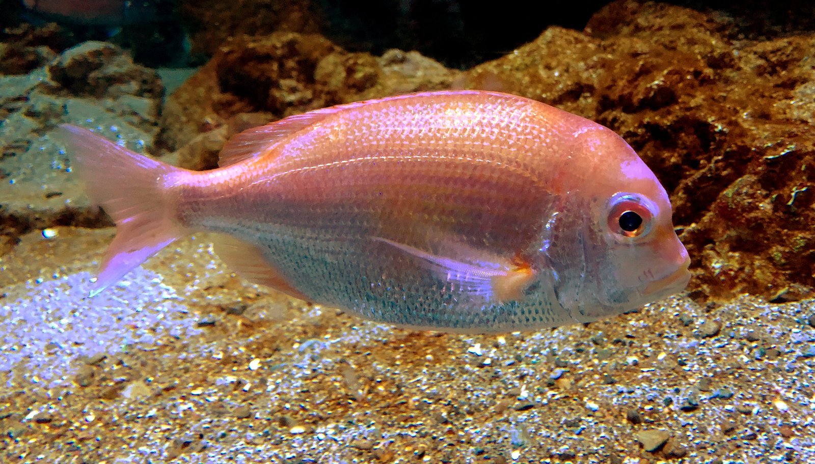 Le poisson — Dorade jaune