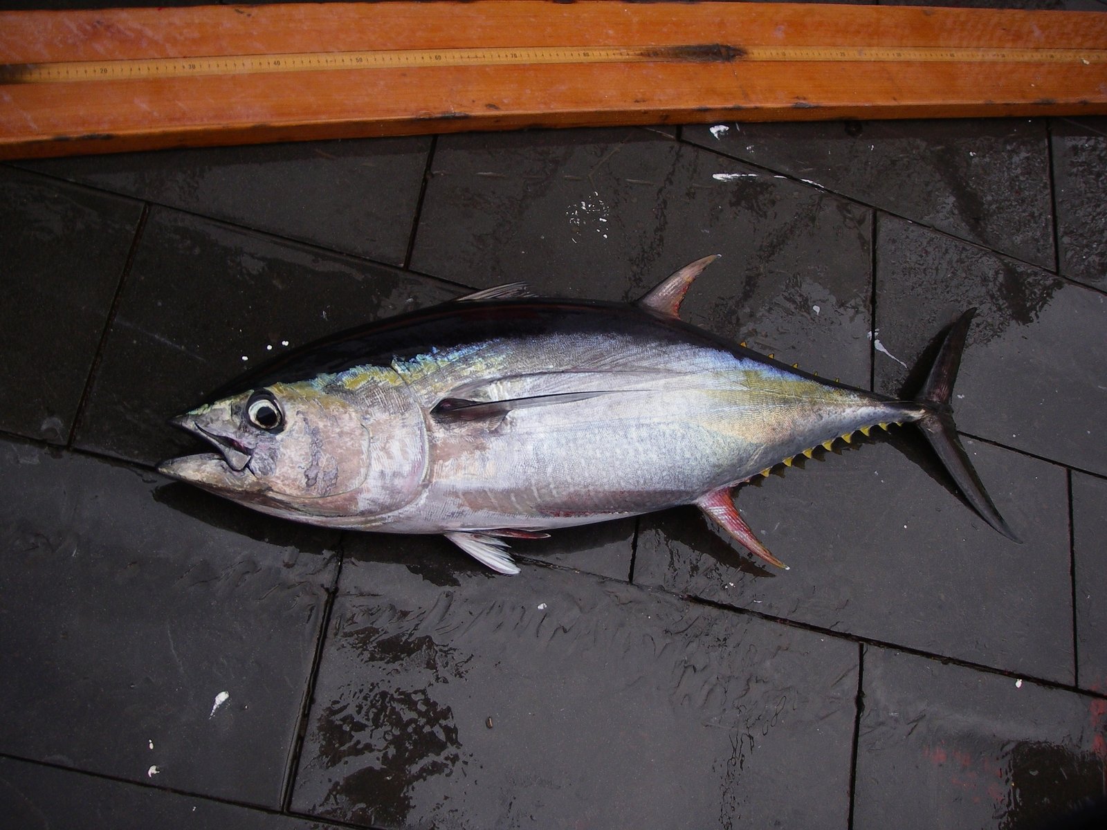 Le poisson — Albacore (thon jaune)