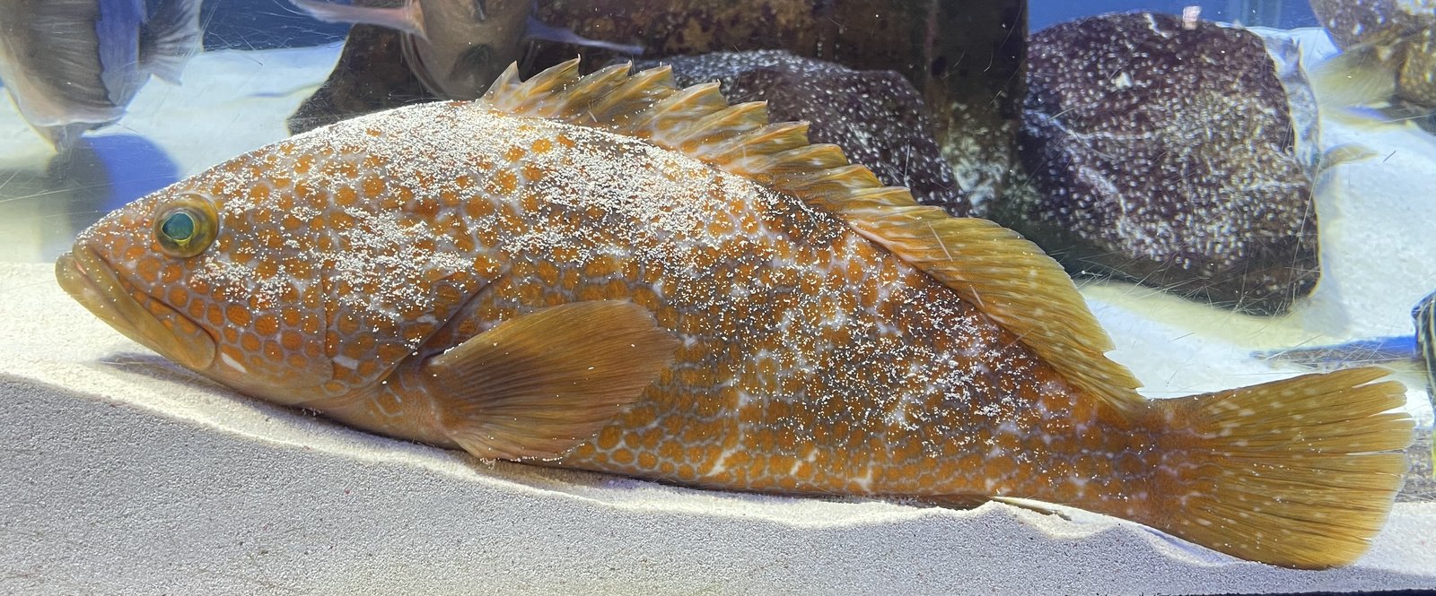Le poisson — Mérou à points rouges (akou)