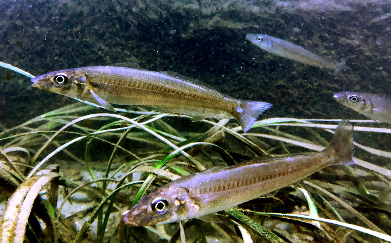 Le poisson — Sillago du Japon