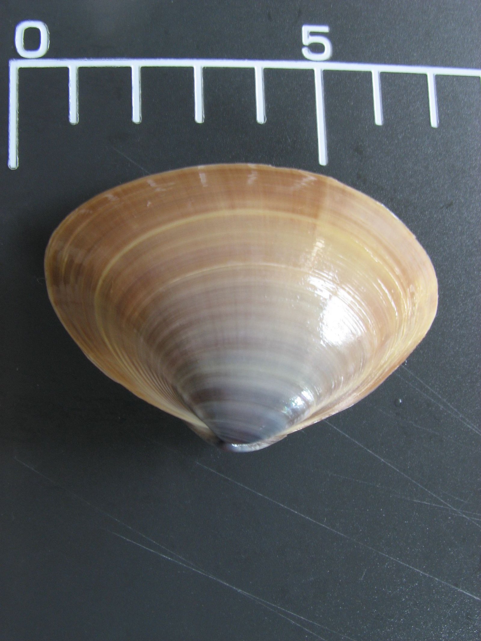 Le poisson — Noix de mactre