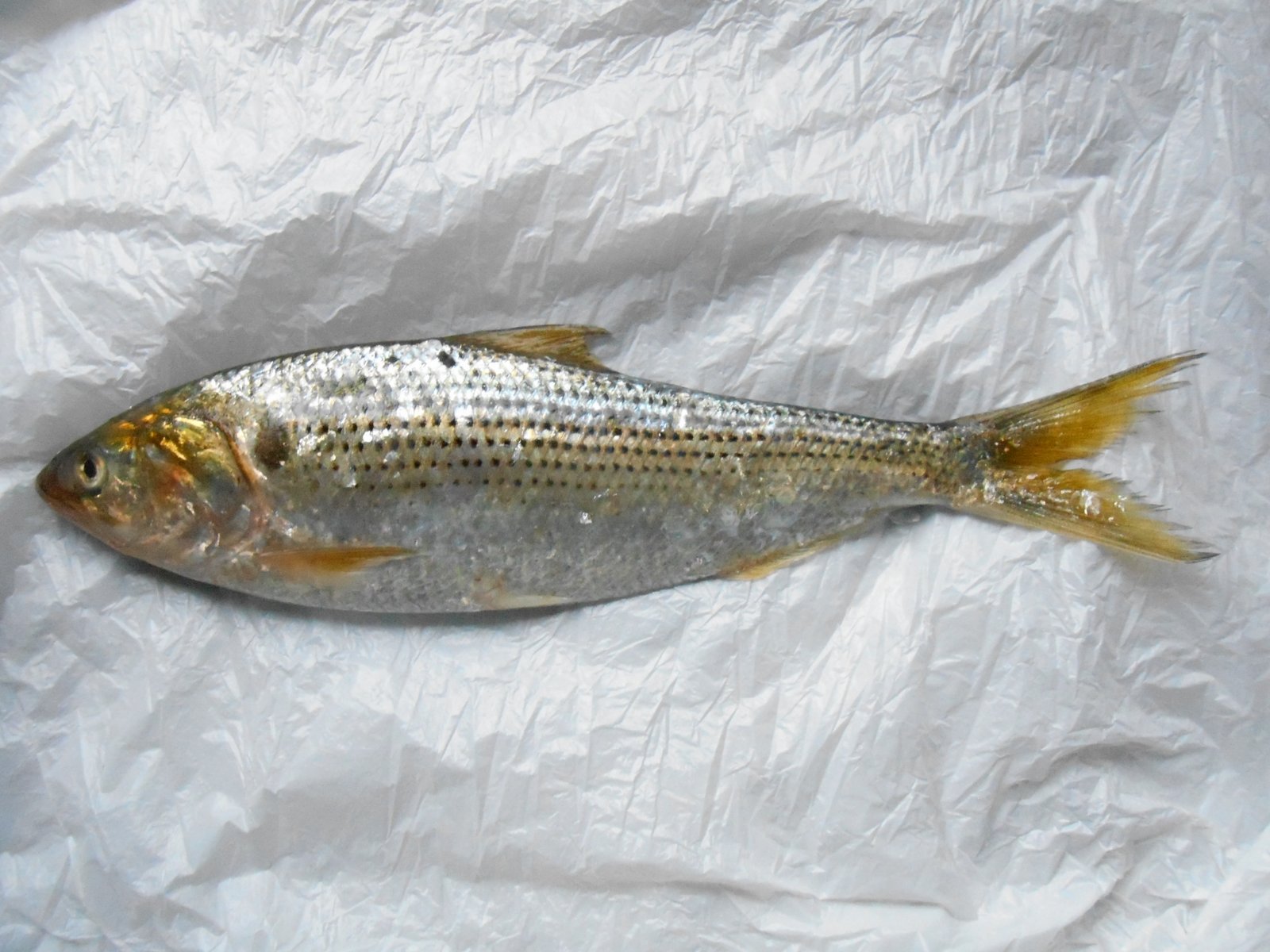 Le poisson — Alose tachetée (jeune)
