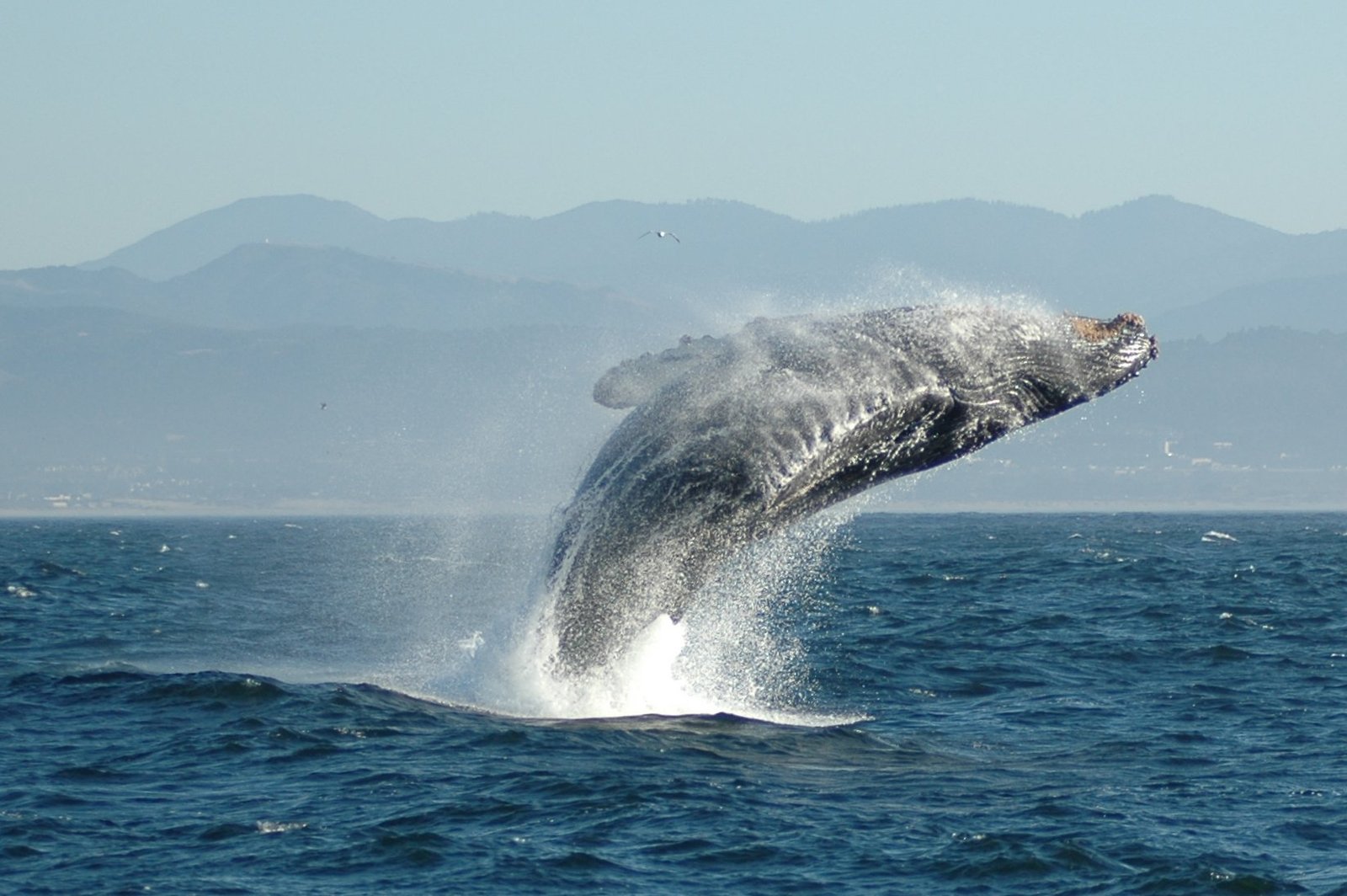 Le poisson — Baleine (minke, rorqual de Bryde)