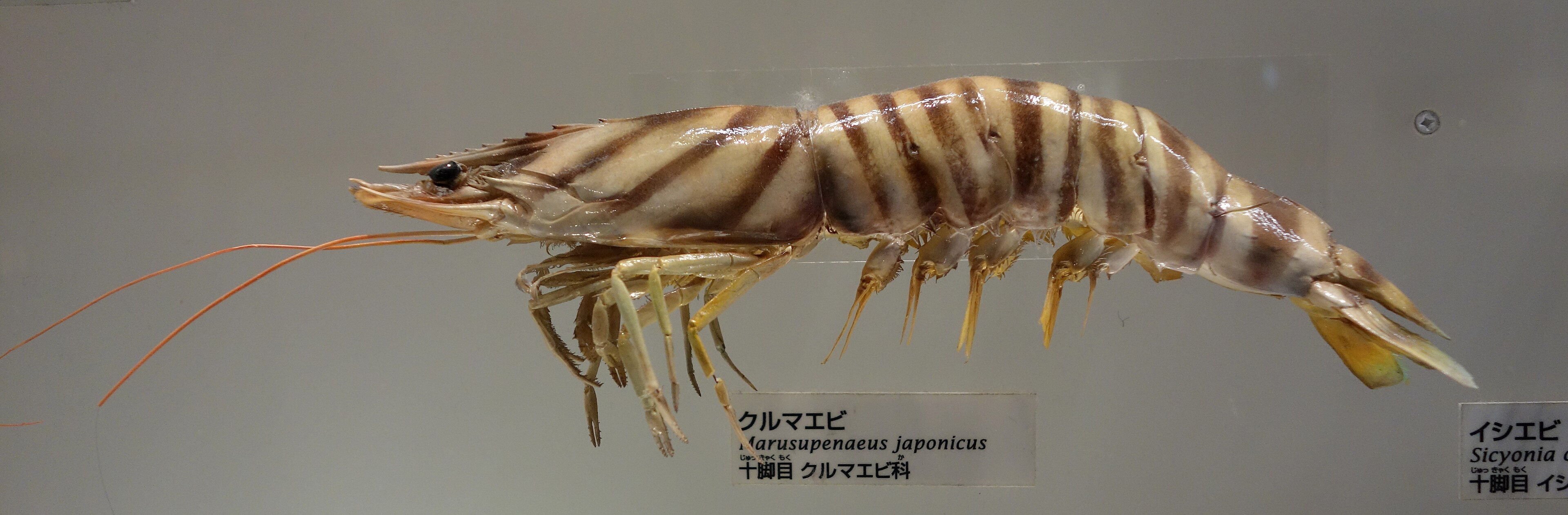 Le poisson — Crevette kuruma (tigrée du Japon)