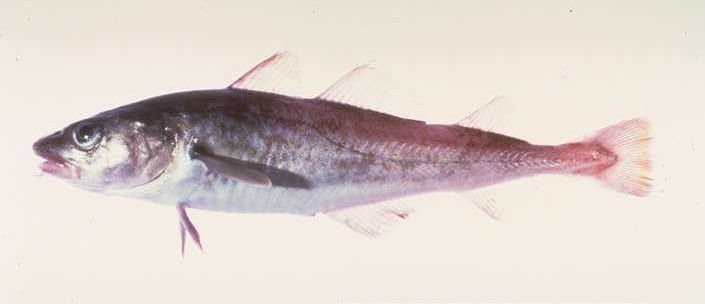 Le poisson — Morue du Pacifique