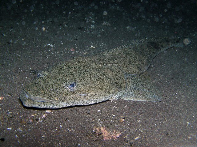 Le poisson — Platycéphale du Japon