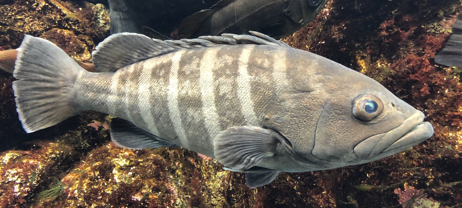 Le poisson — Mérou bagnard