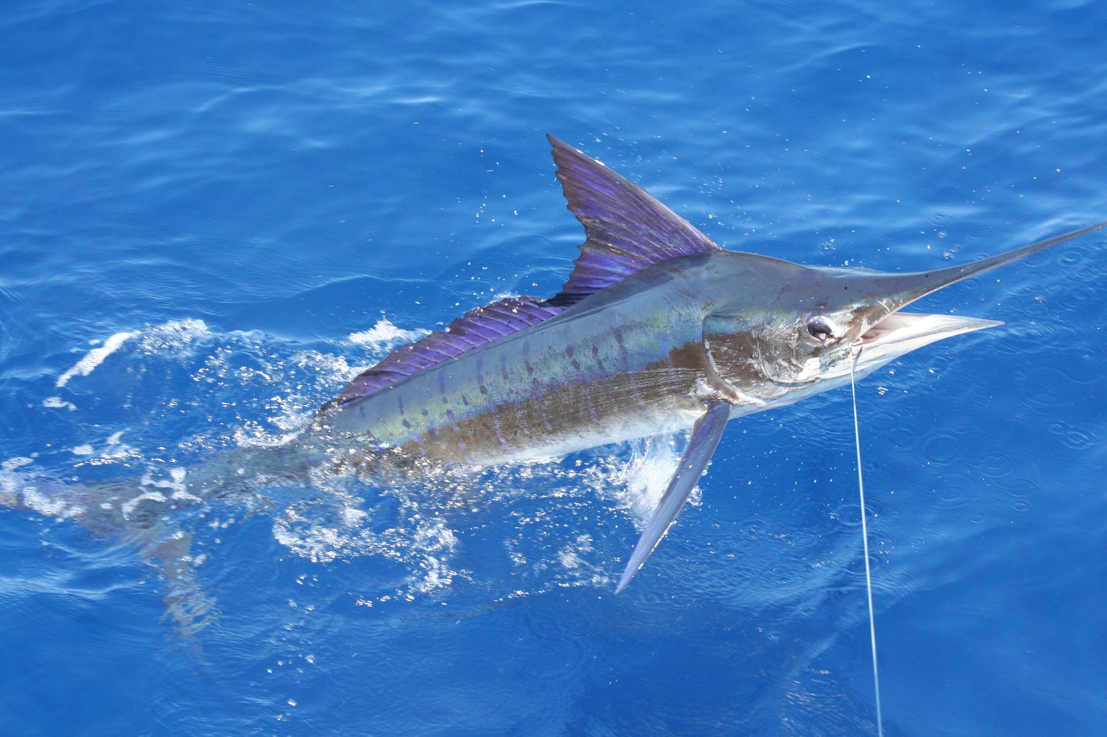 Le poisson — Marlin rayé