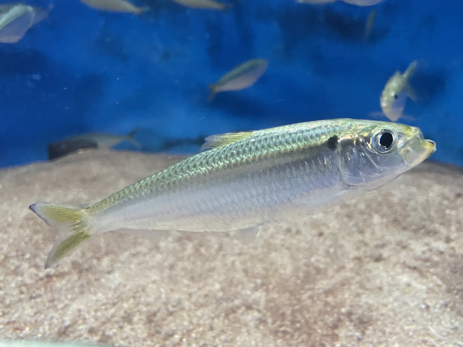 Le poisson — Sardinelle japonaise (sappa)